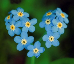 forget_me_not-heart